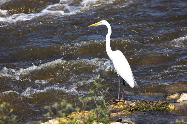A white Great Egret shore bird stands on a rock in The Fox River in Yorkville, Illinois in summer. The rushing river splashes water drops all around the Egret.