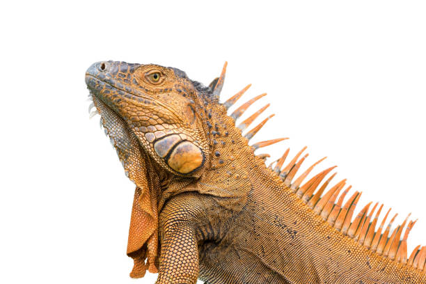 istock Cutout image of male green iguana. 2165768096