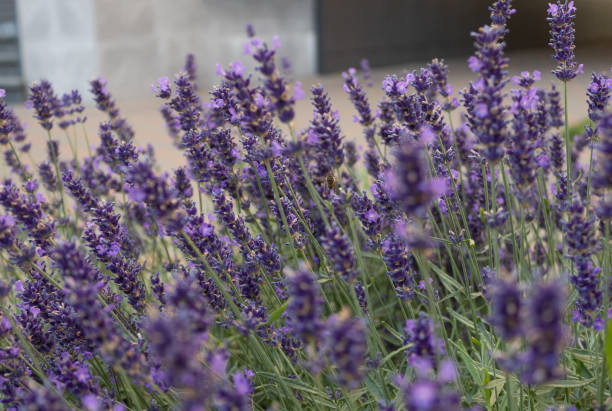 istock lavender bush in the yard 2165769409