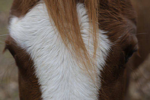 istock Sorrel blaze face mare horse closeup 2165771681
