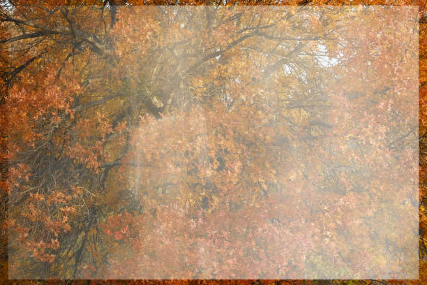 Fall color in tree with frame for season background with copy space.