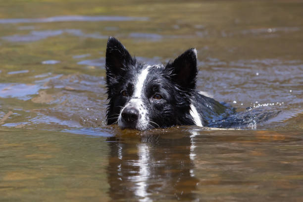 istock Border Collie playing in the river. 2165772760