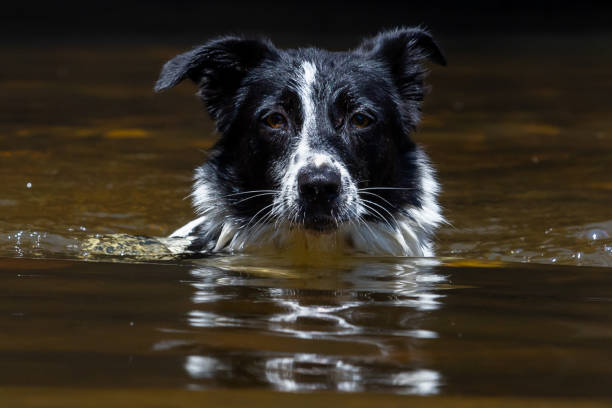 istock Border Collie playing in the river. 2165772817