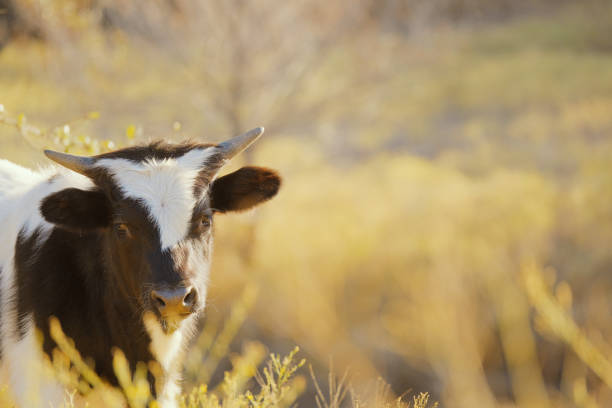 Beef Texas longhorn calf cow in Texas farm field for scenic countryside view in fall season
