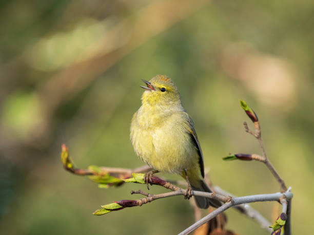 istock Female Orange-crowned Warbler in Alaska 2165774291