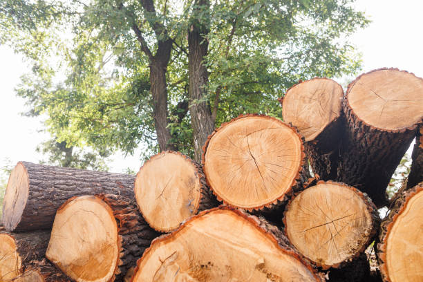 istock Close-up of a tree cut with wood grain against a forest background 2165774428