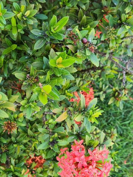 istock Ixora Unveiled: Discover the Vibrant Plant 2165775918