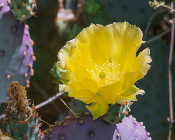 istock Yellow Prickly Pear Cactus Flower 2165776644