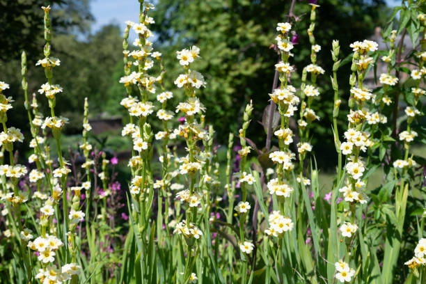 istock Pale yellow eyed grass (sisyrinchium striatum) flowers 2165776955
