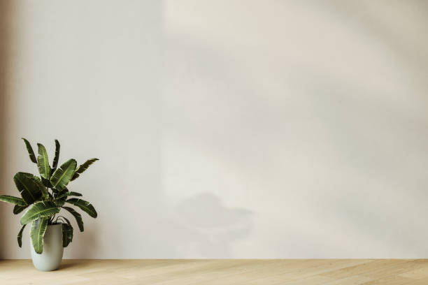 istock Empty room with plant and white wall background. 2165777839
