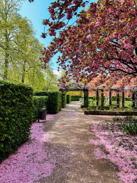 istock A path with pink flowers and trees 2165782195