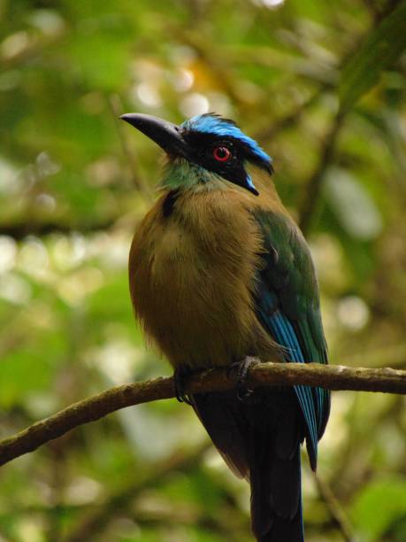 istock Bird of Gorge 2165782939