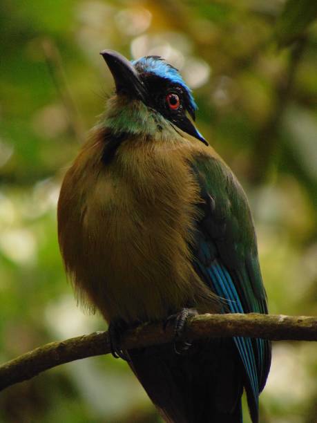 istock Bird of Gorge 2165782946