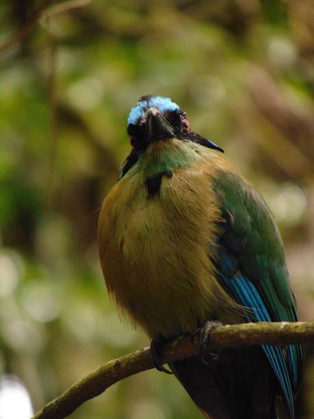istock Bird of Gorge 2165782954