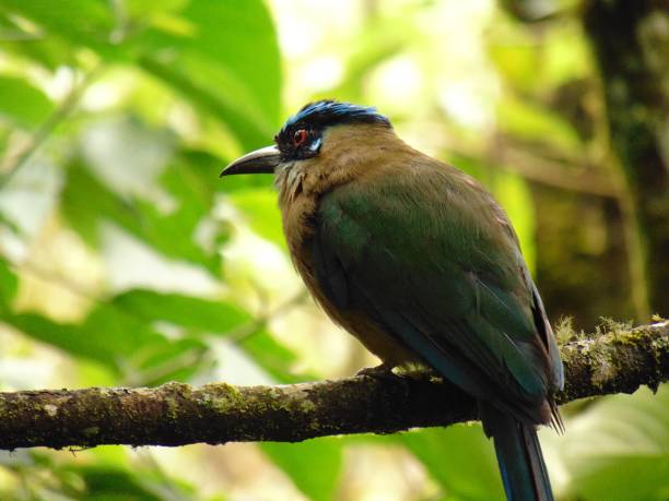 istock Bird of Gorge 2165782979