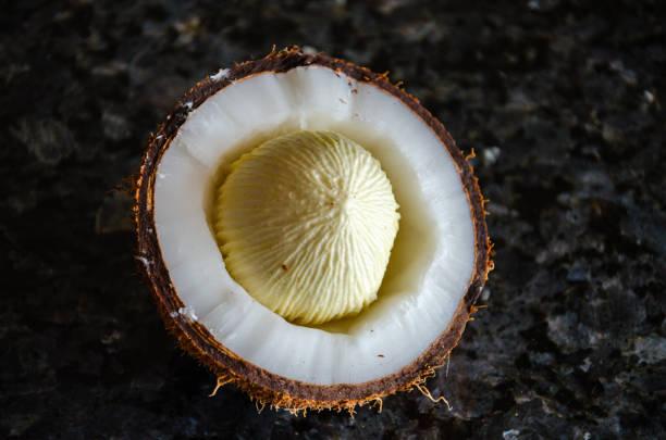 Coconut sprout in a cut coconut