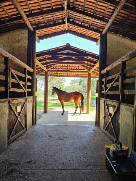 istock Equine Elegance: A Majestic Stallion in His Sanctuary 2165786747