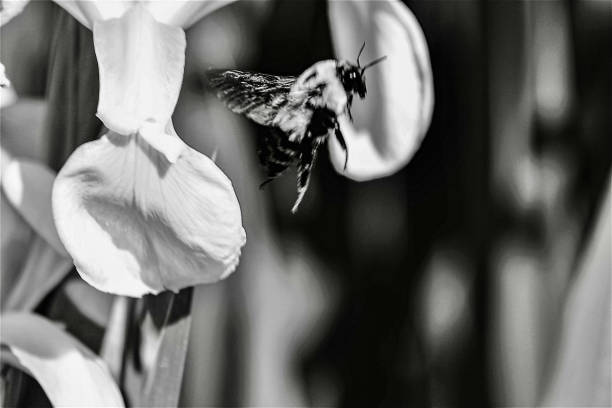 istock Monochromatic Closeup Bumblebee Pollinating Irises Natural Background Space for Copy 2165788455