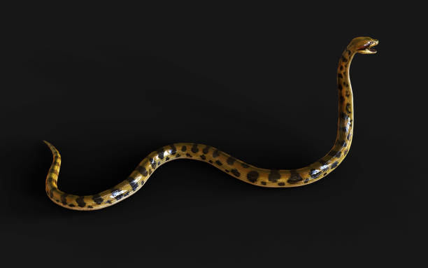 istock Golden Boa Constrictor The World's Biggest Venomous Snake 2165789245