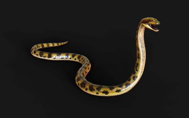 istock Golden Boa Constrictor The World's Biggest Venomous Snake 2165789246