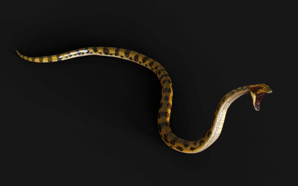 istock Golden Boa Constrictor The World's Biggest Venomous Snake 2165789247