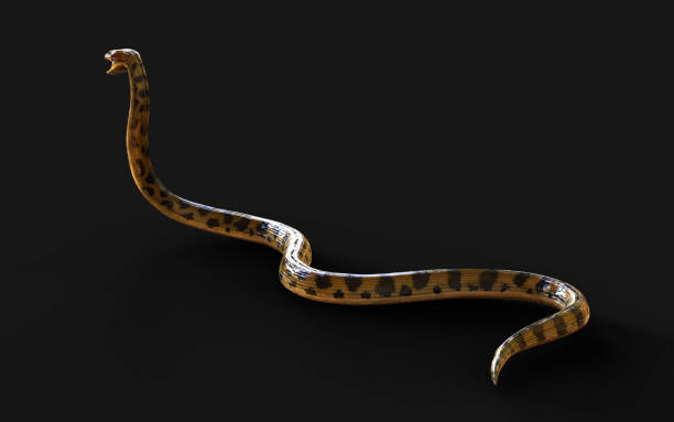 Golden Boa Constrictor The World's Biggest Venomous Snake