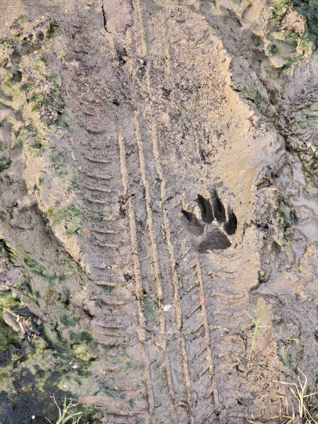 istock wheel track with foot dog print 2165791549