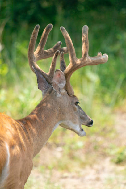 istock White-Tailed Deer Buck Eating During Summer 2165792325