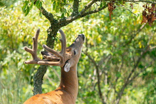 istock White-Tailed Deer Buck Eating During Summer 2165792340