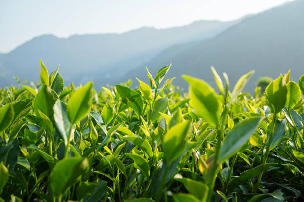 istock Tea trees in the mountains 2165792845