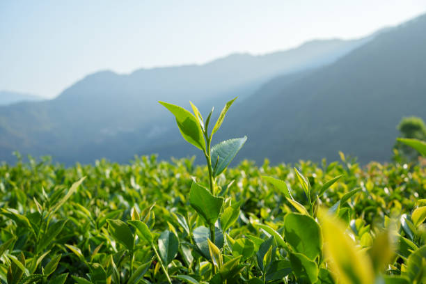 istock Tea trees in the mountains 2165792847