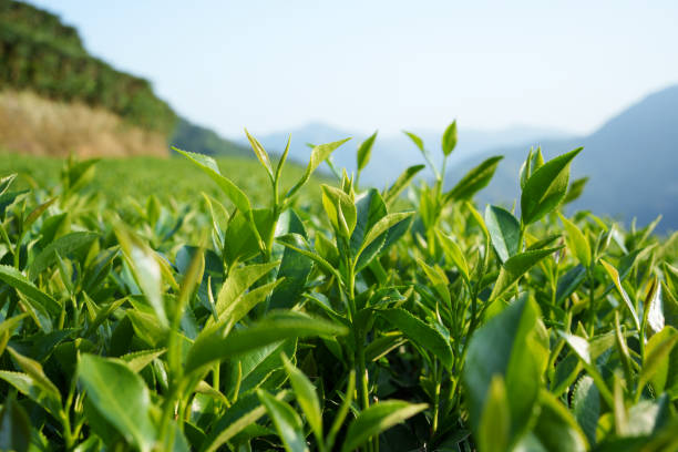 Tea trees in the mountains