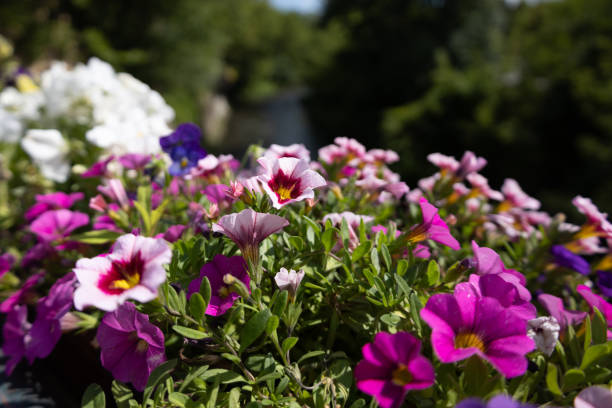 istock Calibrachoa and Petunia flowers 2165793042