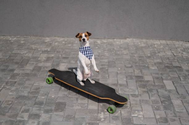 istock Jack Russell Terrier dog dressed in sunglasses and a plaid bandanna performs tricks on a longboard. 2165794287