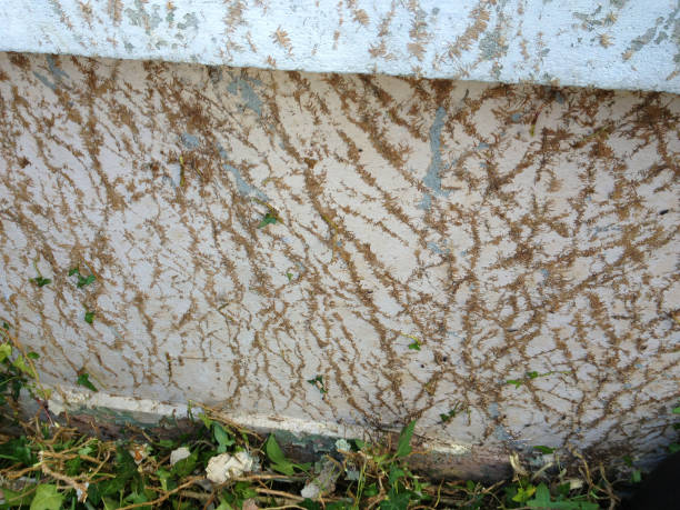 Ivy destroying house wall