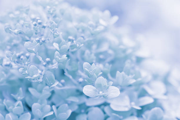 Background of white blue petals of Hydrangea or Hydrangea close-up. Soft focus