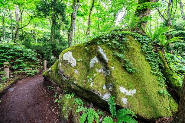 istock Verdant Forest Pathway Curving Around Mossy Boulder, Oirase River, Aomori, Japan 2165796540