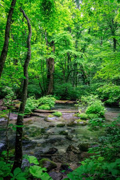 istock Serene Waters Flowing Through Lush Oirase Forest, Aomori, Japan 2165796608
