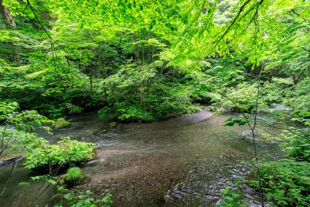 istock Tranquil Stream Flowing Through Oirase River in Aomori, Japan 2165796687