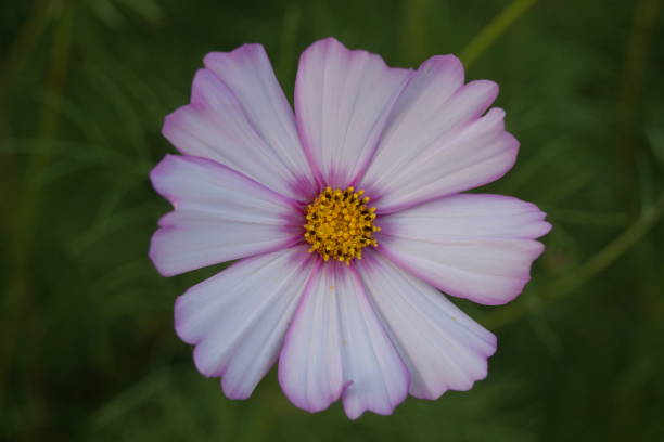 istock Park flowers plants 2165797168