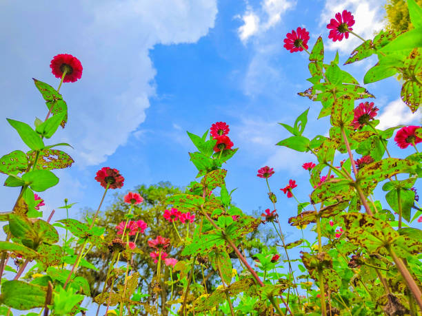 A flower grows abundantly in agricultural land and gardens