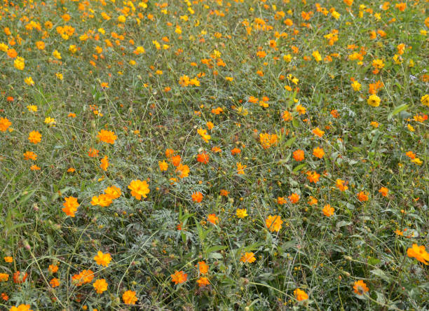 istock cosmos flower in nature garden 2165798472