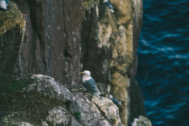 istock Solitary Seagull Perching on Rocky Cliff Above Ocean Waves. 2165798753