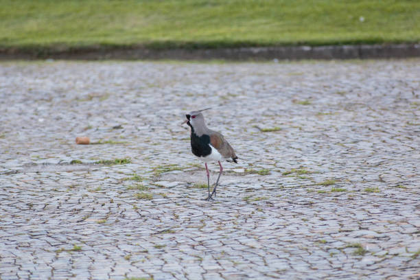 Bird known as Quero Quero outdoors in Rio de Janeiro, Brazil.