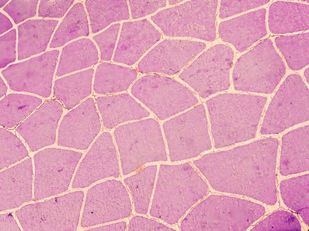istock giraffe pattern Floor. Seoul, South Korea's Streets 2165801512