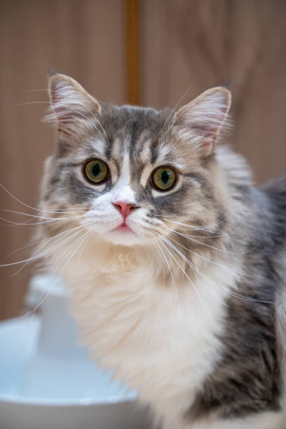istock Cute Cat Animal Portrait Photo 2165801949