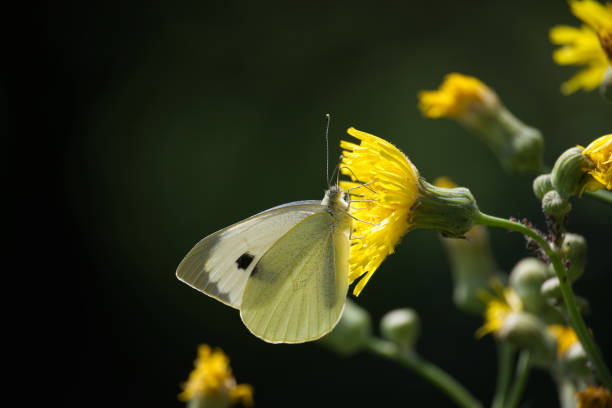 istock Large white cabbage butterfly on yellow flowers in a natural setting 2165803552