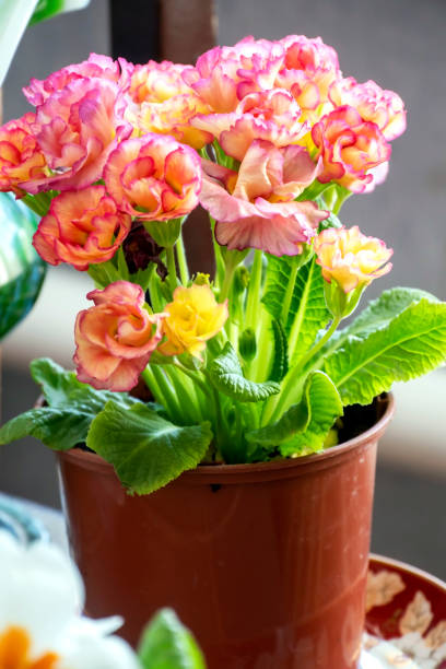 istock fresh delicate pink primrose in a pot 2165804473
