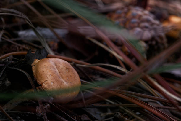 istock Tasty looking mushroom 02 2165806507