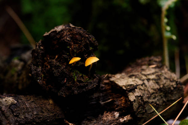 istock Yellow mushrooms 01 2165806528